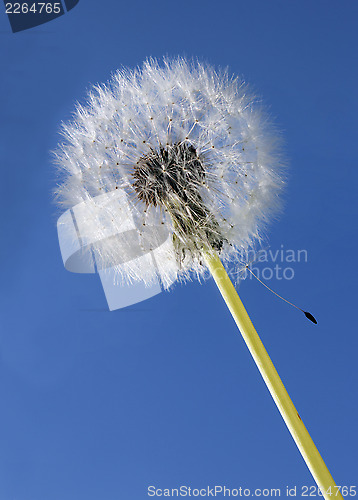 Image of Dandelion