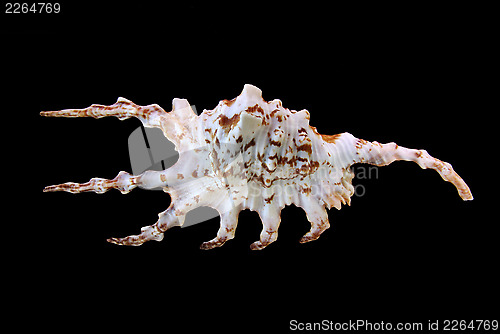Image of Sea shell
