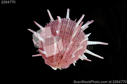Image of Sea shell