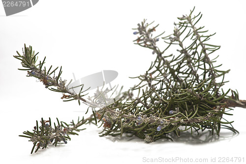 Image of Rosemary branch and flowers