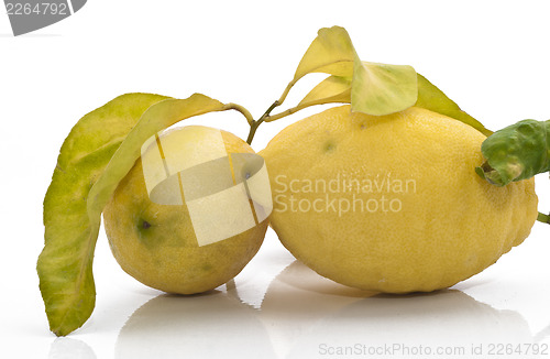 Image of yellow sicilian fresh lemon
