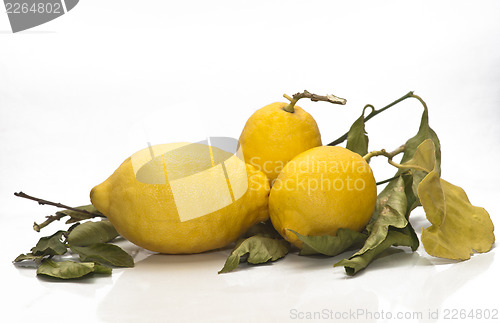 Image of yellow sicilian fresh lemons