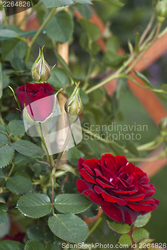 Image of Red rosebud 