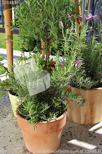 Image of Herbs in the pot