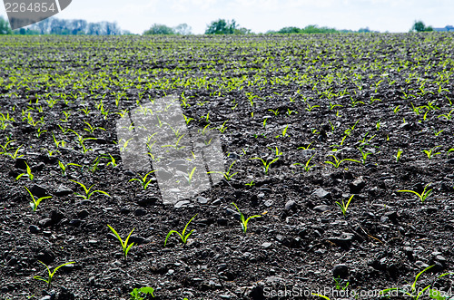 Image of Young fragile corn plants