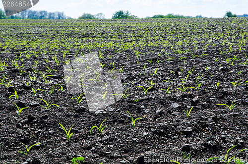 Image of Young fragile corn plants