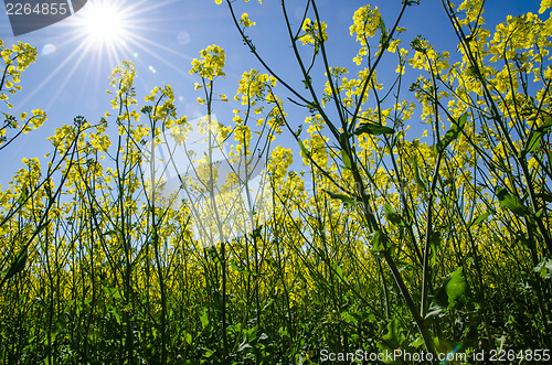 Image of In the rape field