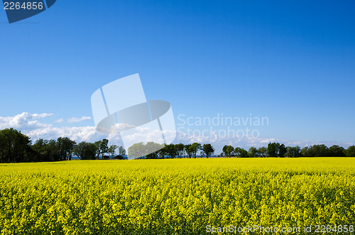 Image of Rape field view