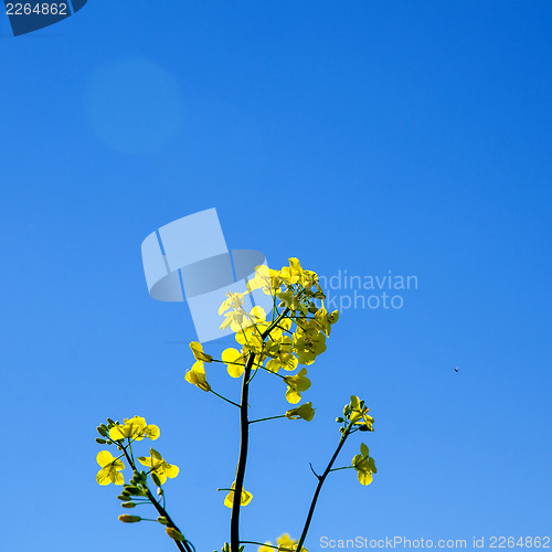 Image of Yellow flower closeup
