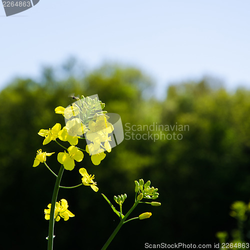 Image of Rape seed flower