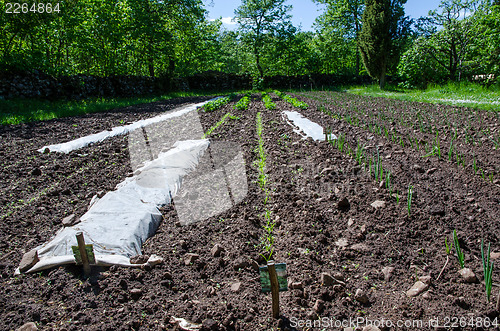 Image of Garden plot