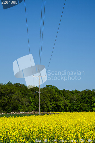 Image of Electric lines over rape field