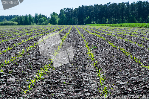 Image of Cornfield closeup