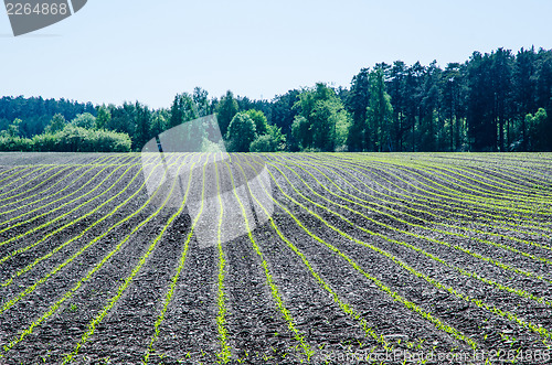 Image of Cornfield rows