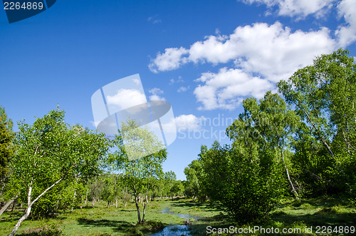 Image of Small creek