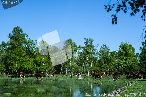 Image of Grazing cattle at pond