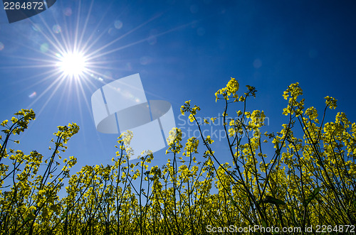 Image of Sun over rape field