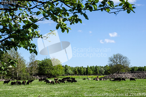 Image of Grazing black sheep