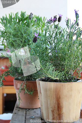 Image of Rosemary in the pot