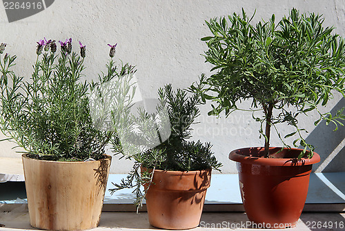 Image of Rosemary in the pot