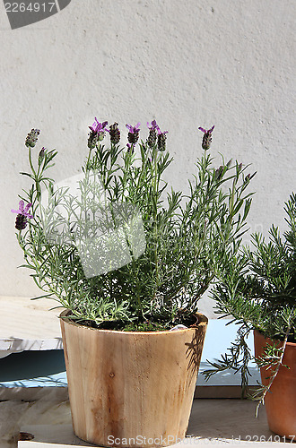 Image of Rosemary in the pot