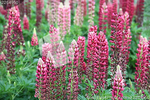 Image of Flowers of lupine