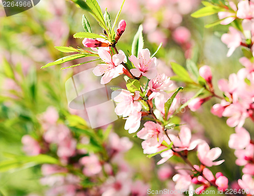 Image of Cherry flower