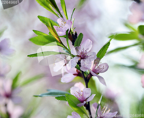 Image of Cherry