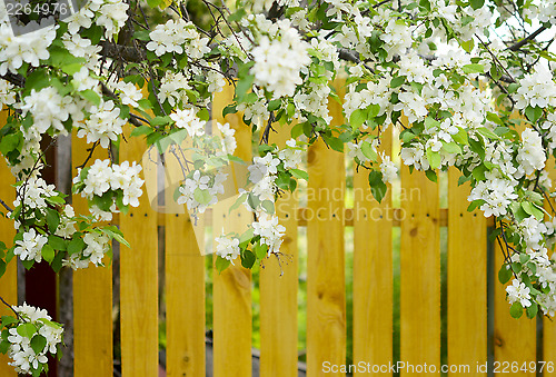 Image of apple blossoms