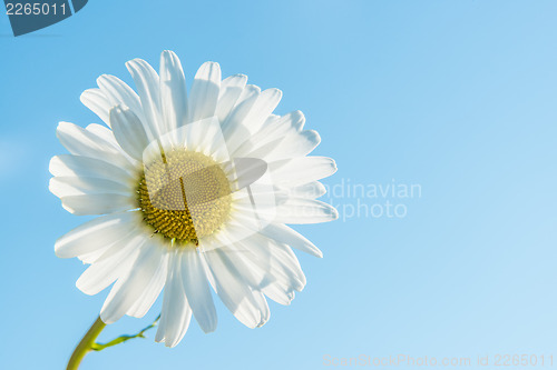 Image of Marguerite backlit