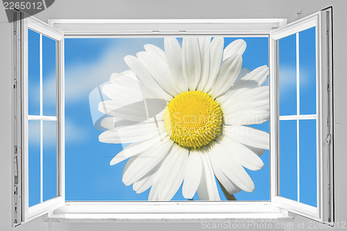 Image of Open window with marguerite