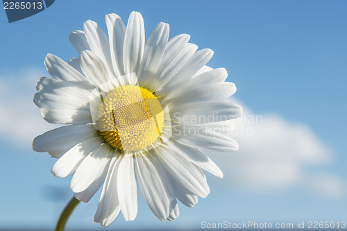 Image of Closeup Marguerite