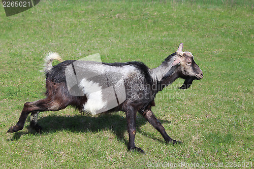 Image of Goat running on a pasture