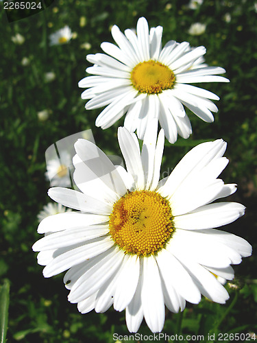 Image of two white beautiful chamomiles