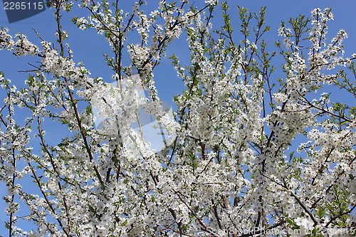 Image of Blossoming tree of plum