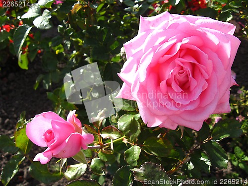 Image of flower of gentle two pink roses