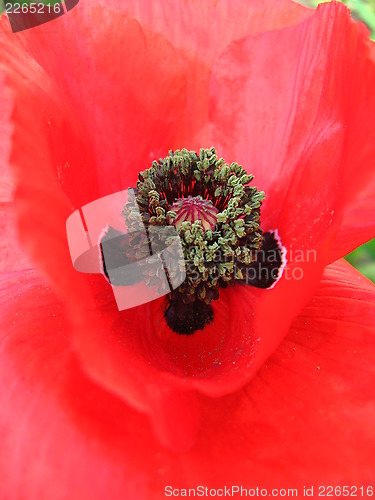 Image of beautiful flower of red poppy