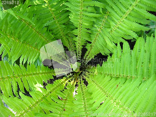 Image of Fine pattern from leaves of fern