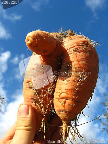 Image of bunch of pulled out unusual carrot