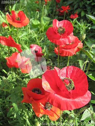 Image of beautiful flower of red poppy