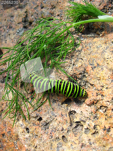 Image of Caterpillar of butterfly machaon on the stone