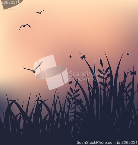 Image of Sunset with grass and flying seagulls