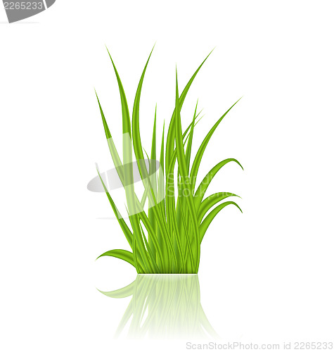 Image of Summer green grass with reflection
