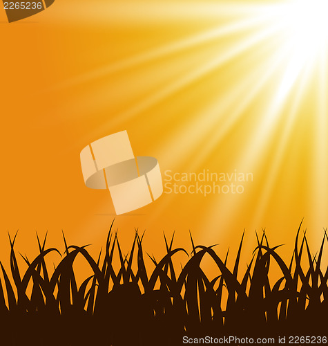 Image of Autumn background with grass and sunlight