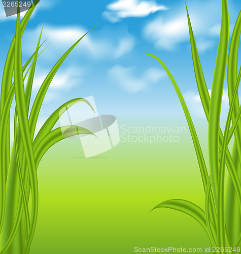 Image of Nature background with green grass and sky