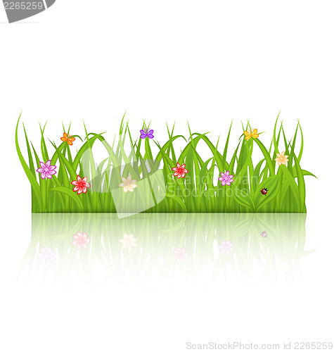 Image of Green grass with flower isolated on white background