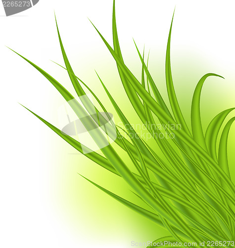 Image of Green grass isolated on white background