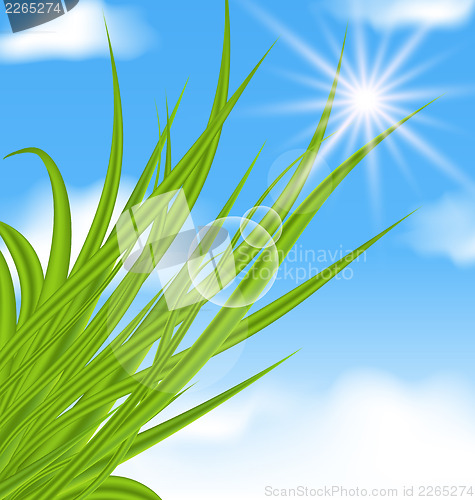 Image of Natural illuminated background with green grass