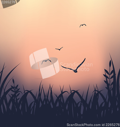 Image of Landscape with grass and flying seagulls 