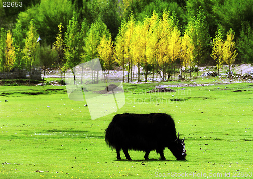 Image of Yak in the plateau